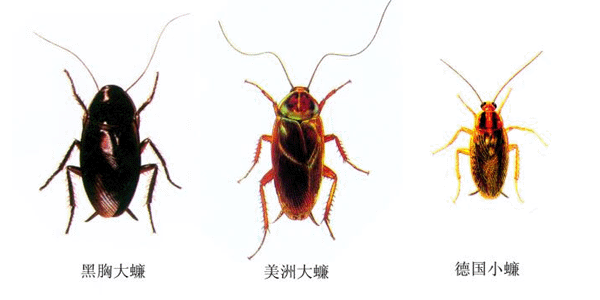 蟑螂防治