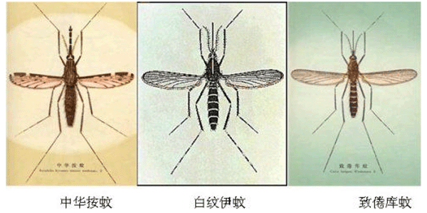  蚊虫防治